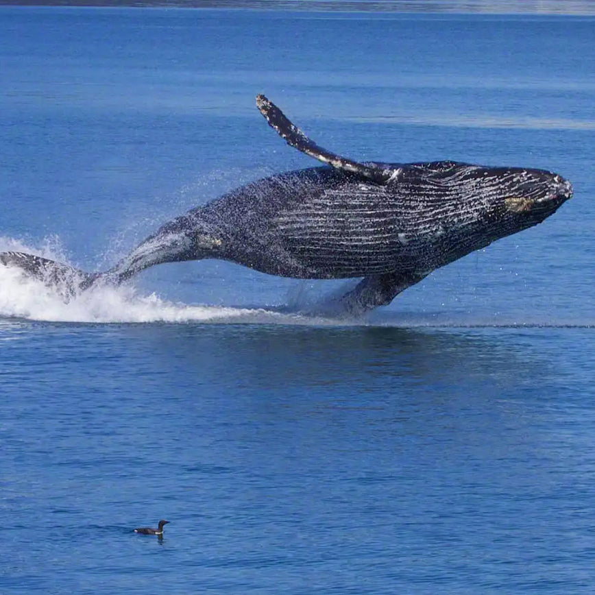 Avistamiento de ballenas en Juradó