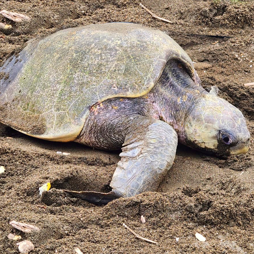 Tour Tortugas en Juradó